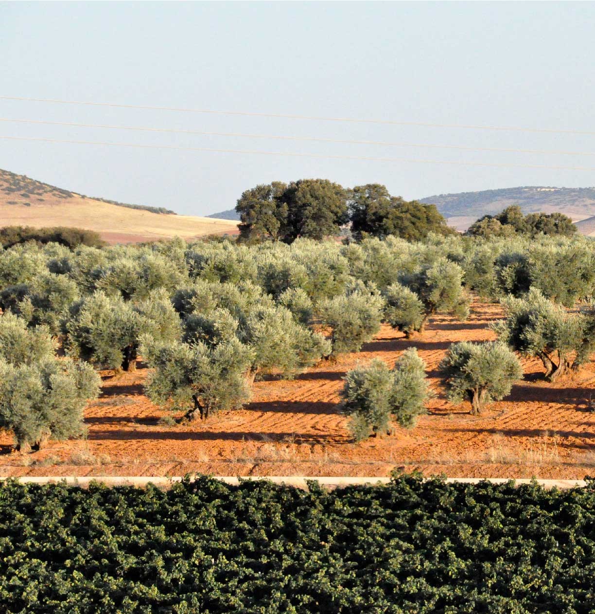 Olivar