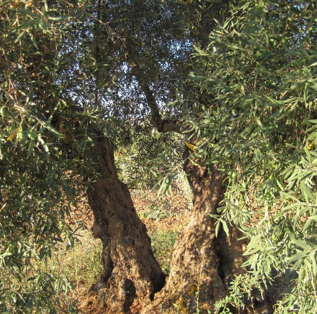 Olivo