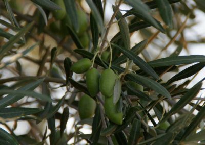 aceitunas en olivo