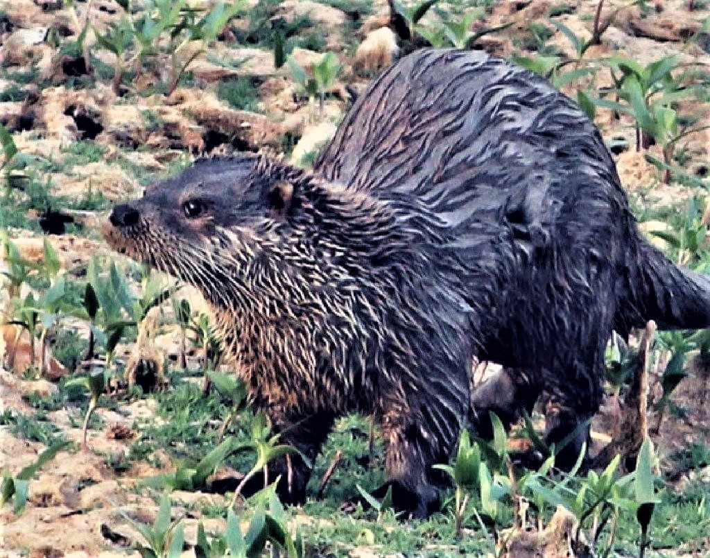 Biodiversidad nutria