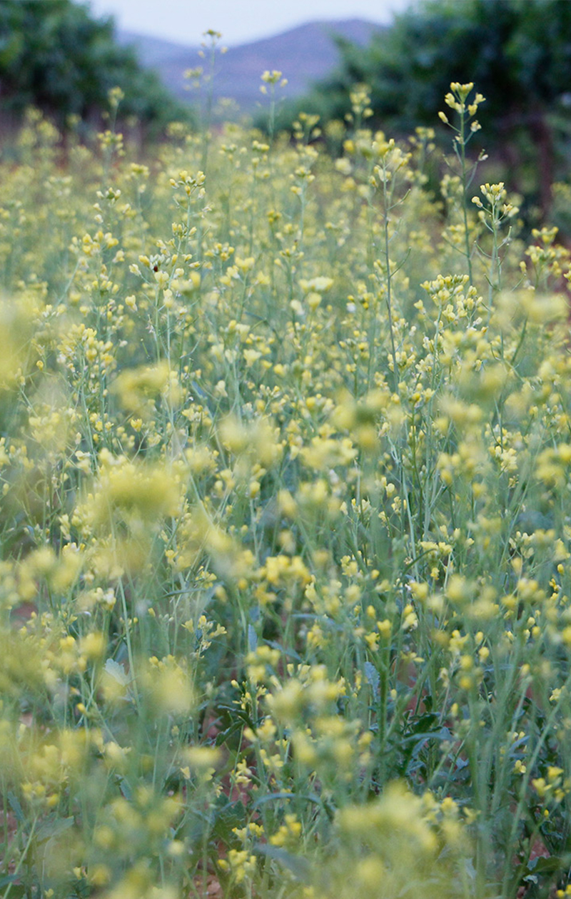 Flora
