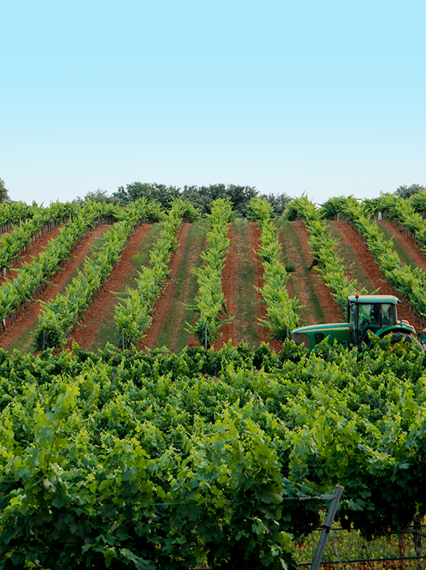 ViñedoTractor